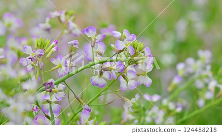 Japanese radish Japanese radish 124488218