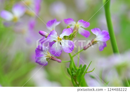 白蘿蔔 白蘿蔔 124488222