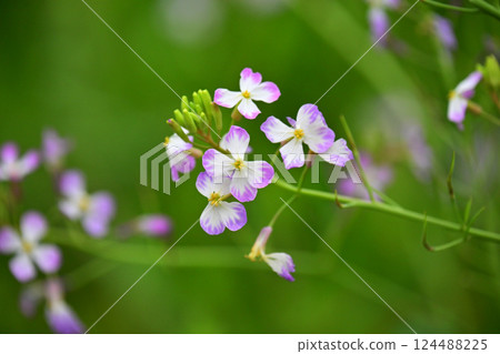 白蘿蔔 白蘿蔔 124488225