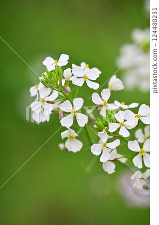 白蘿蔔 白蘿蔔 124488231