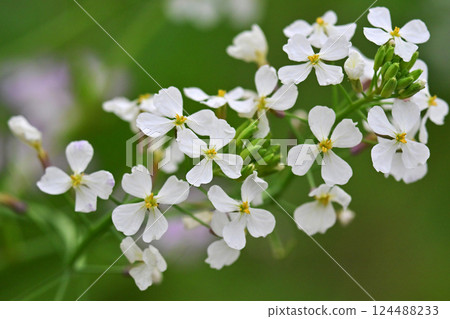 Japanese radish 124488233