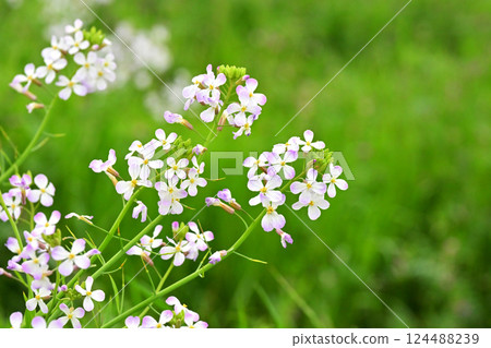 白蘿蔔 白蘿蔔 124488239