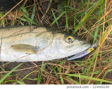 Sea bass caught with a lure 124488280