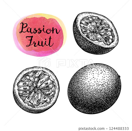 Passionfruit ink sketch Passionfruit ink sketch 124488333