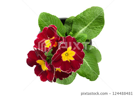 purple primrose isolated on white background. Top view. Flat lay 124488481
