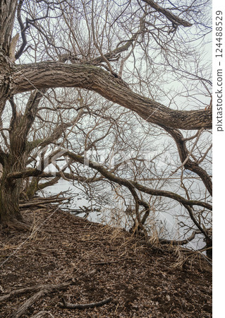 Lake Biwa winter lakeside scenery 124488529