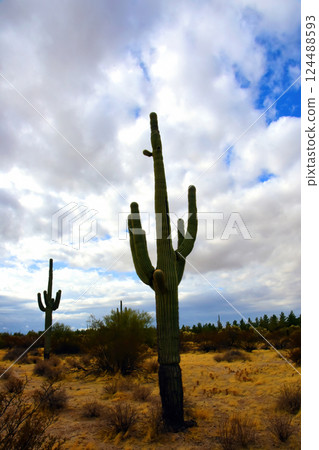 Landscape Sonora Desert Arizona Landscape Sonora Desert Arizona 124488593