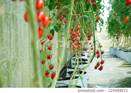 Selective focus group of fresh organic tomatoes on the branches at the farm with blurred tomato trees in background Selective focus group of fresh organic tomatoes on the branches at the farm with blurred tomato trees in background 124488672