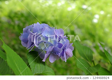 繡球 124488924