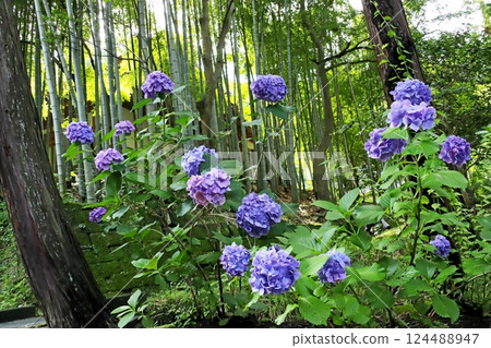 Hydrangea Hydrangea 124488947