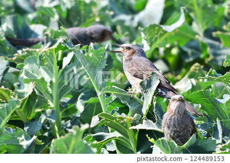 Bird damage, feeding damage, brown-eared bulbul damage, crop damage (Bulbul) 124489153