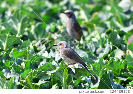 Bird damage, feeding damage, brown-eared bulbul damage, crop damage (Bulbul) 124489168
