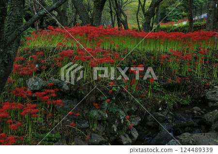 Ehime Prefecture Matsuyama City, Kubono red spider lily colony Ehime Prefecture Matsuyama City, Kubono red spider lily colony 124489339