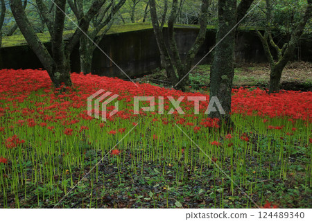 Ehime Prefecture Matsuyama City, Kubono red spider lily colony Ehime Prefecture Matsuyama City, Kubono red spider lily colony 124489340