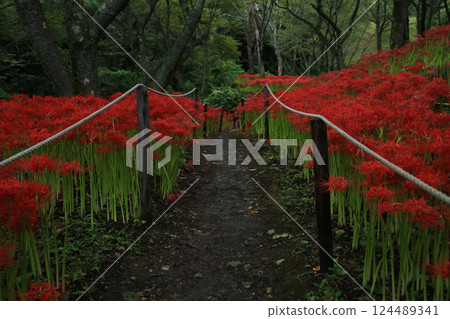 Ehime Prefecture Matsuyama City, Kubono red spider lily colony Ehime Prefecture Matsuyama City, Kubono red spider lily colony 124489341