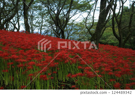Ehime Prefecture Matsuyama City, Kubono red spider lily colony 124489342
