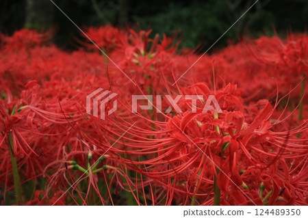 Ehime Prefecture Matsuyama City, Kubono red spider lily colony 124489350