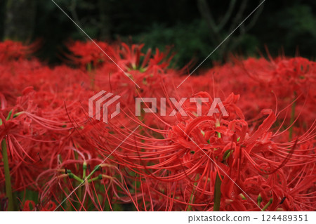 愛媛縣松山市久保野紅花石蒜群落 124489351