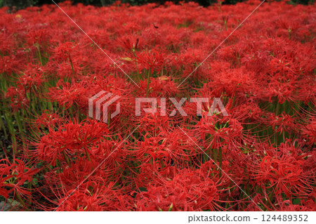 愛媛縣松山市久保野紅花石蒜群落 124489352