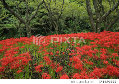 愛媛縣松山市久保野紅花石蒜群落 124489353