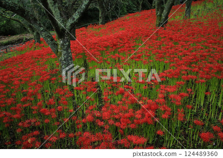 Ehime Prefecture Matsuyama City, Kubono red spider lily colony 124489360