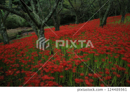 Ehime Prefecture Matsuyama City, Kubono red spider lily colony 124489361