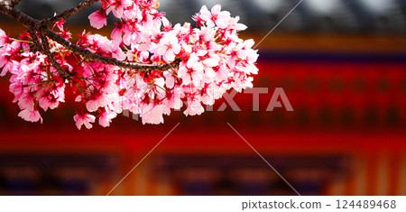 Spring weather and cherry blossoms Spring weather and cherry blossoms 124489468