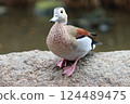 A duck on a rock 124489475