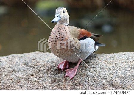 A duck on a rock A duck on a rock 124489475