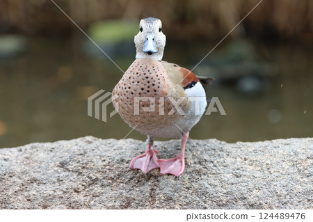 A duck looking at me A duck looking at me 124489476