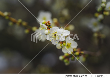 早春梅花盛開 早春梅花盛開 124489508