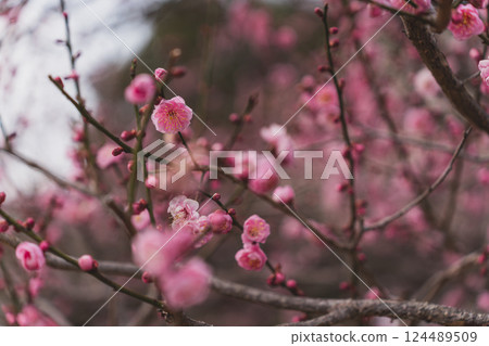 早春梅花盛開 早春梅花盛開 124489509