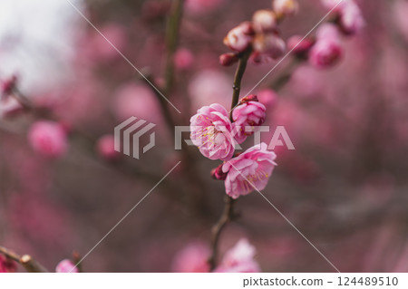 早春梅花盛開 早春梅花盛開 124489510