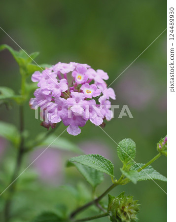 Lantana (Trailing lantana) with water droplets 124489930