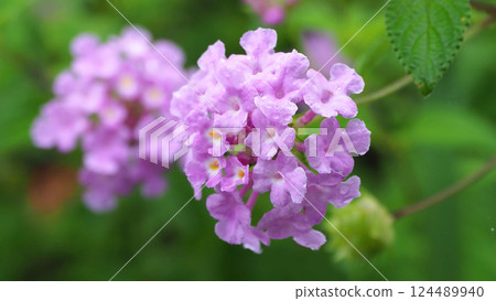 Lantana (Trailing lantana) with water droplets Lantana (Trailing lantana) with water droplets 124489940