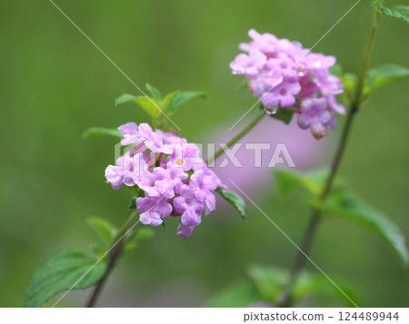 Lantana (Trailing lantana) with water droplets 124489944