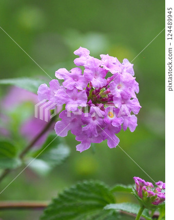 Lantana (Trailing lantana) with water droplets 124489945