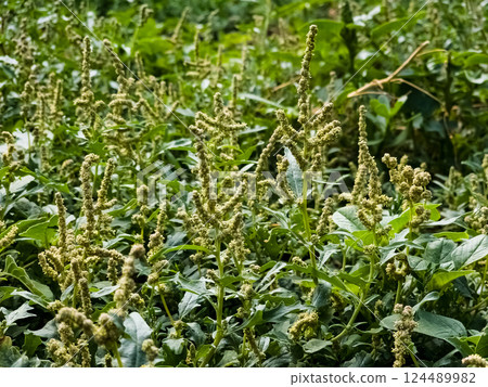 Chenopodium is a genus of subshrubs in the family Amaranthaceae. 124489982
