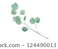 Illustration of eucalyptus 124490013