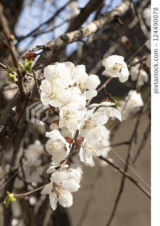 White flowers on a fruit tree on nature 124490078