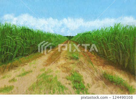 甘蔗田的公路 124490108