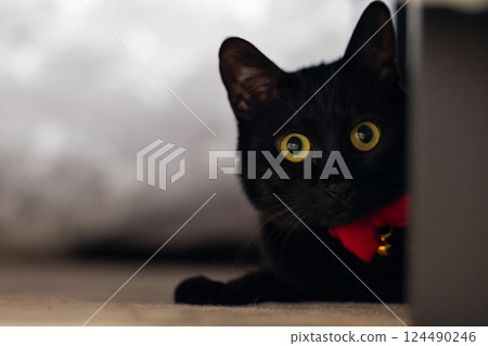 Black cat Black cat 124490246