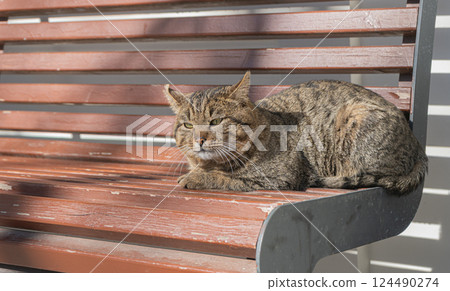 Gray cute cat resting on a bench. High quality photo Gray cute cat resting on a bench. High quality photo 124490274