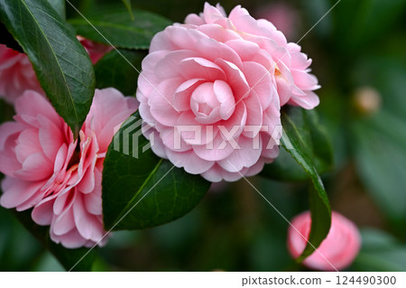 重瓣山茶花 124490300