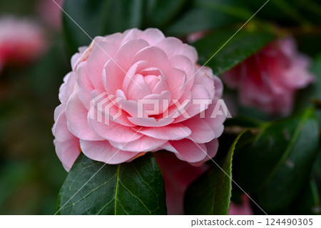 Double-flowered camellia flower Double-flowered camellia flower 124490305