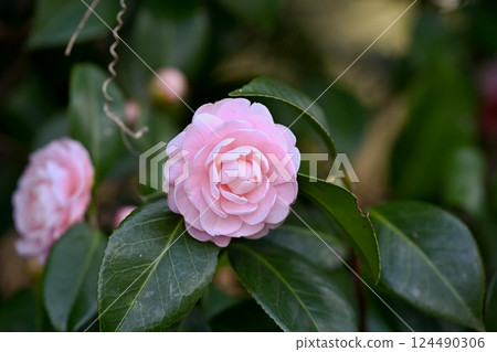 重瓣山茶花 重瓣山茶花 124490306