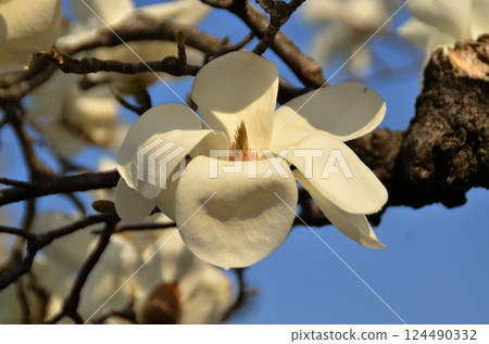 藍天和蓮花 藍天和蓮花 124490332