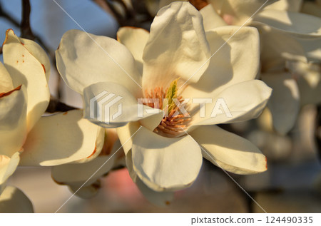 藍天和蓮花 藍天和蓮花 124490335