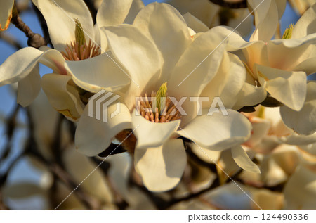 藍天和蓮花 藍天和蓮花 124490336