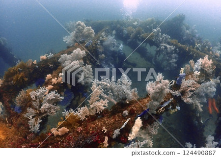 Soft coral at rock point in Manazuru 124490887